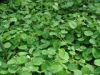 China Cristina Loosestrife Herb Extract - China Supplier China Cristina Loosestrife Herb Extract - China Supplier