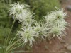 China Clematis extract - China Supplier China Clematis extract - China Supplier