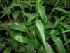 China Lophatherum Herb Extract - China Supplier China Lophatherum Herb Extract - China Supplier