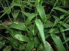 China Lophatherum Herb Extract - China Supplier