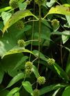 China Aharpleaf Ucaria Stem with Hooks Extract - China Supplier