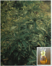 China Natural Flavour & Fragrances - China Supplier