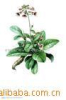 China Prepared rehmannia extract - China Supplier China Prepared rehmannia extract - China Supplier