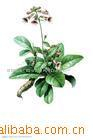 China Prepared rehmannia extract - China Supplier