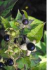 China Atropa Belladonna P.E - China Supplier China Atropa Belladonna P.E - China Supplier