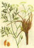 China Divaricate Saposhnikovia P.E - China Supplier China Divaricate Saposhnikovia P.E - China Supplier