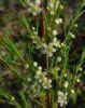 China essential oil of Baeckea frutescens - China Supplier China essential oil of Baeckea frutescens - China Supplier