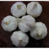 China Garlic extract - China Supplier China Garlic extract - China Supplier