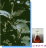 China Reddish purple perilla leaves oil - China Supplier China Reddish purple perilla leaves oil - China Supplier