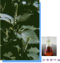 China Reddish purple perilla leaves oil - China Supplier
