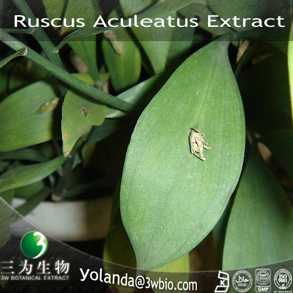 China Ruscus aculeatus Extract - China Supplier