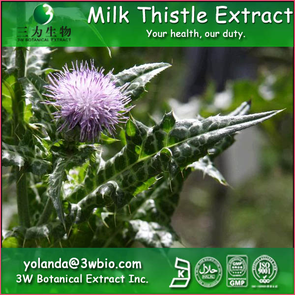 China Blessed Thistle Extract - China Supplier