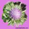 China Milk Thistle P.E. - China Supplier