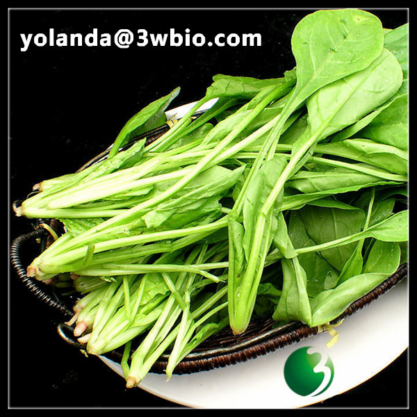 China Spinach Extract - China Supplier