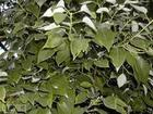 China Camphor Leaf Extract - China Supplier China Camphor Leaf Extract - China Supplier