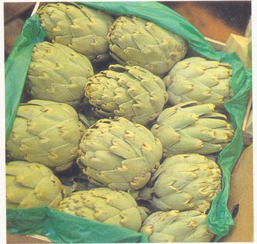 China Artichoke Extract - China Supplier China Artichoke Extract - China Supplier
