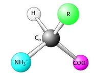 China D-Glutamic acid - China Supplier