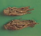 China Angelica extract - China Supplier