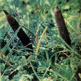 China Arctium Extract - China Supplier China Arctium Extract - China Supplier