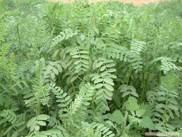 China Astragalus Extract - China Supplier China Astragalus Extract - China Supplier