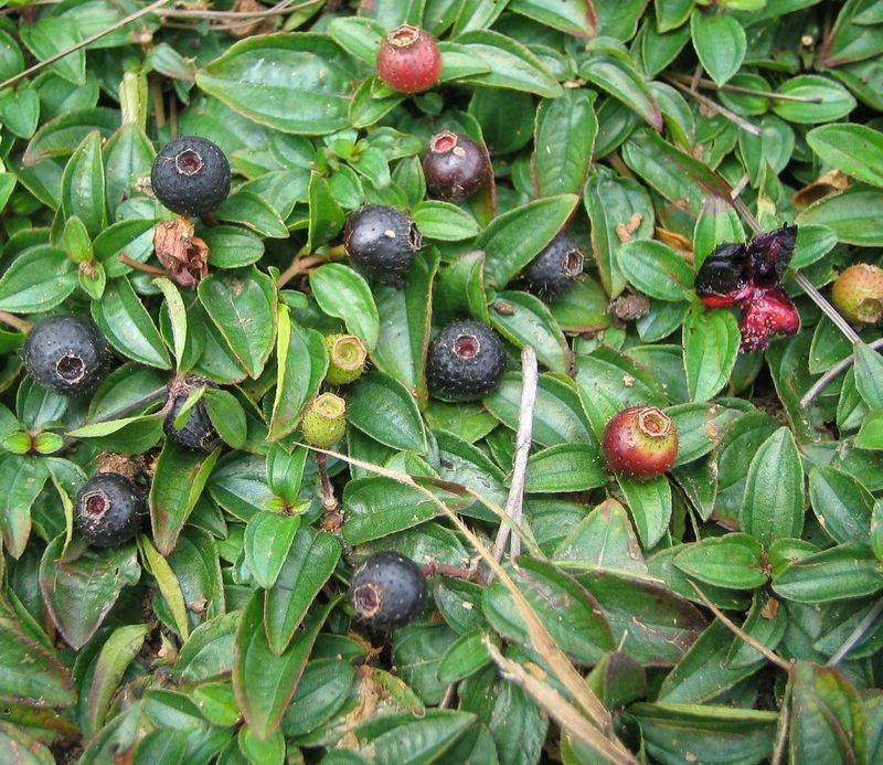 China Bilberry Extract - China Supplier China Bilberry Extract - China Supplier
