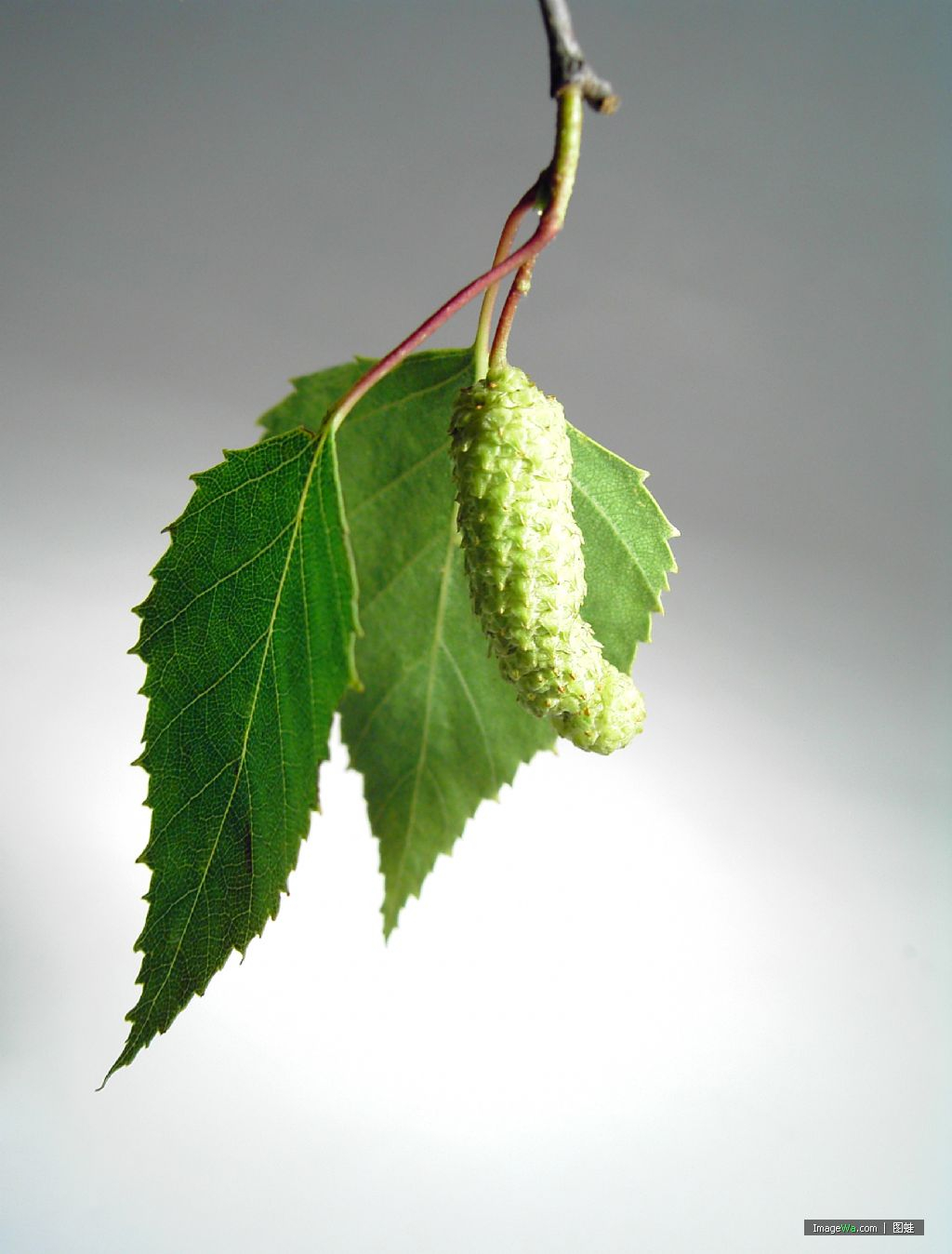China Birch Leaf Extract - China Supplier China Birch Leaf Extract - China Supplier