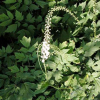 China Black Cohosh Extract - China Supplier China Black Cohosh Extract - China Supplier