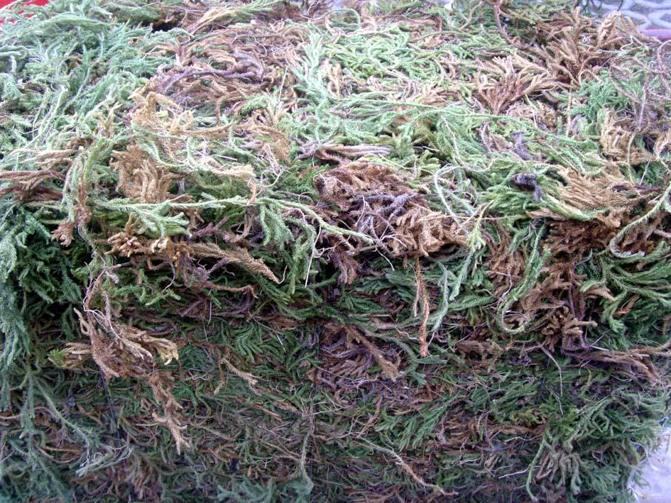 China Burdock Extract - China Supplier China Burdock Extract - China Supplier