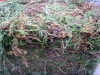 China Burdock Extract - China Supplier China Burdock Extract - China Supplier
