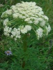 China Buckbean Extract - China Supplier China Buckbean Extract - China Supplier