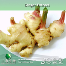 China Ginger Extract - China Supplier