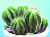 China Cactus Extract - China Supplier China Cactus Extract - China Supplier