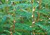 China Cassia Nomame - China Supplier China Cassia Nomame - China Supplier