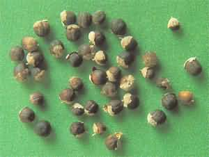 China Chasteberry Extract - China Supplier