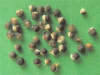 China Chasteberry Extract - China Supplier China Chasteberry Extract - China Supplier