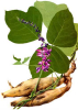 China Puerariae extract - China Supplier China Puerariae extract - China Supplier