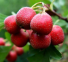 China Hawthorn Extract - China Supplier China Hawthorn Extract - China Supplier