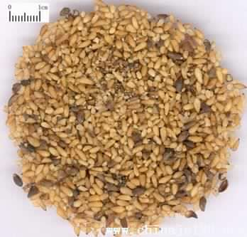 China Chinese arborvilae seed Extract - China Supplier China Chinese arborvilae seed Extract - China Supplier