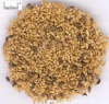 China Chinese arborvilae seed Extract - China Supplier China Chinese arborvilae seed Extract - China Supplier