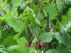 China Puerarin - China Supplier China Puerarin - China Supplier