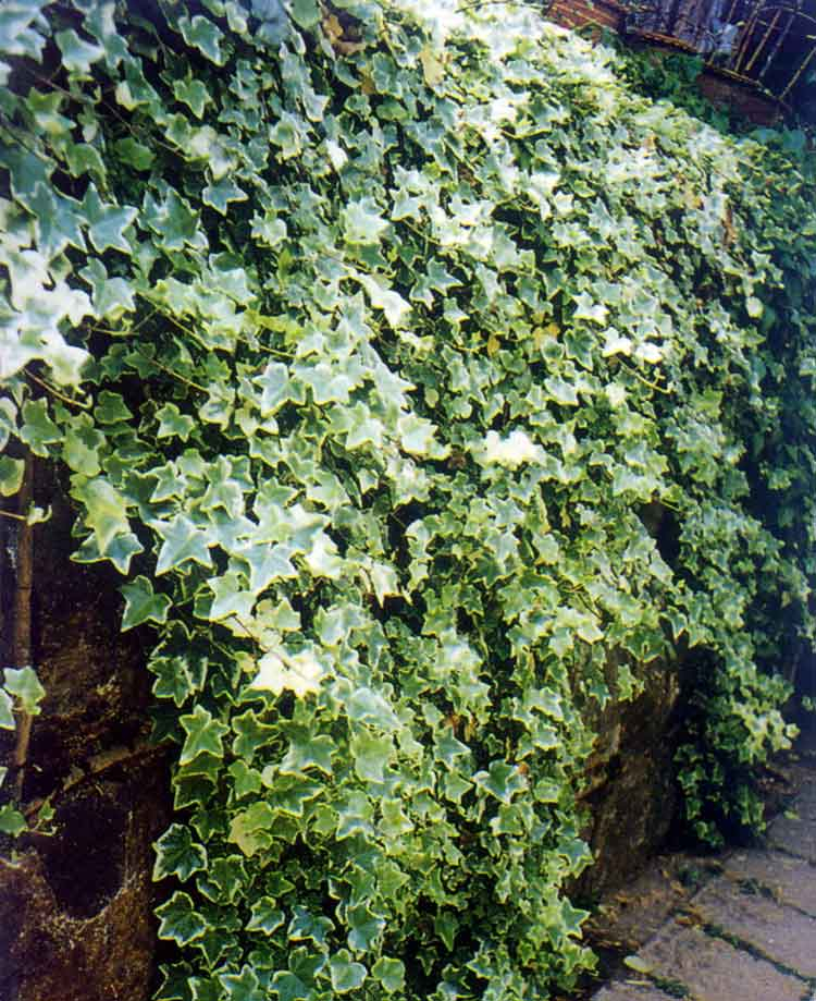 China Chinese Ivy Stem Extract - China Supplier China Chinese Ivy Stem Extract - China Supplier