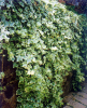 China Chinese Ivy Stem Extract - China Supplier China Chinese Ivy Stem Extract - China Supplier