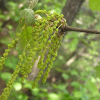 China Quercetin - China Supplier China Quercetin - China Supplier