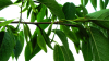 China Chlorogenic Acid - China Supplier China Chlorogenic Acid - China Supplier