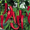 China Capsaicinoids - China Supplier China Capsaicinoids - China Supplier