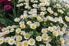 China Chrysanthemum Extract - China Supplier China Chrysanthemum Extract - China Supplier