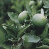 China Citrus bioflavonoids - China Supplier China Citrus bioflavonoids - China Supplier