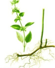 China Lemon balm extract - China Supplier