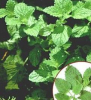 China Melissa officinalis extract - China Supplier China Melissa officinalis extract - China Supplier