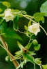 China Codonopsis Extract - China Supplier China Codonopsis Extract - China Supplier
